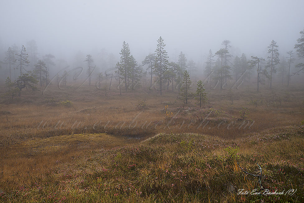 Foto av Eva Bucksch